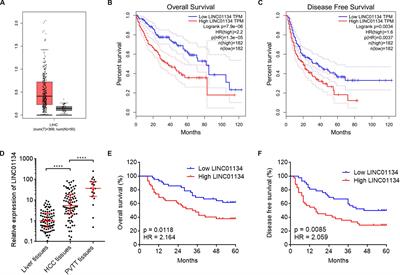 Long Noncoding RNA LINC01134 Promotes Hepatocellular Carcinoma Metastasis via Activating <mark class="highlighted">AKT1S1</mark> and NF-κB Signaling